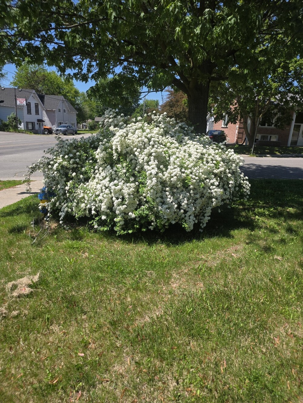 Bridalwreath Spirea Tree Cuttings X4